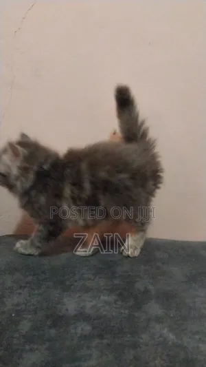 1-3 months Female Purebred Tabby