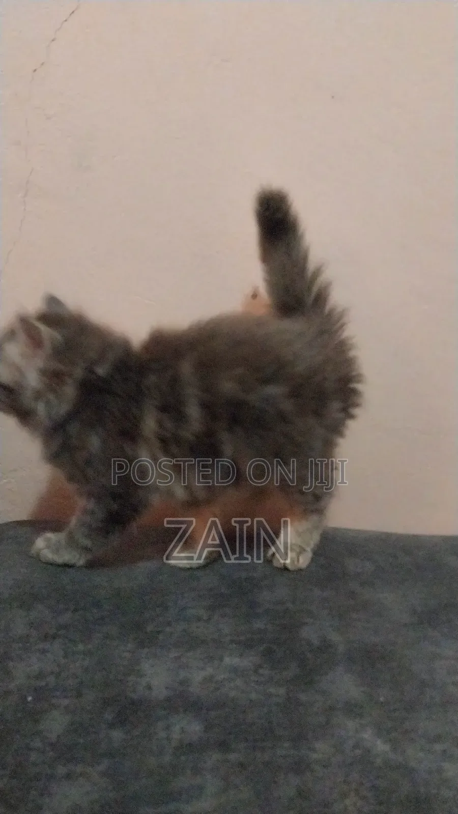 1-3 months Female Purebred Tabby