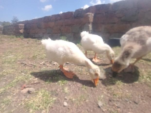 Chinese Geese - thumbnail 3