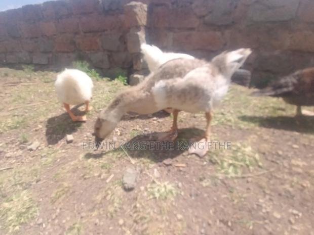 Chinese Geese - thumbnail 4