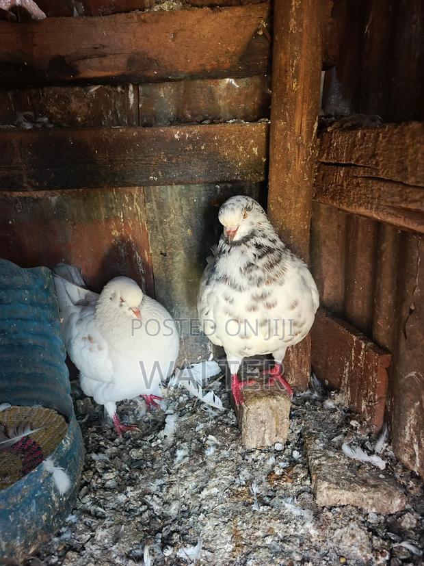 King Pigeon