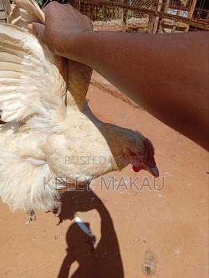 Female Orpington - main view