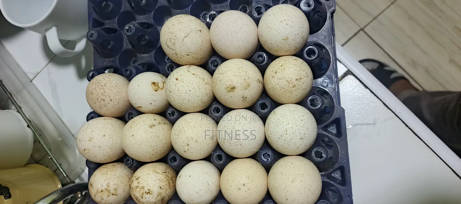 Turkey/ Guinea Fowl (Kanga)Eggs