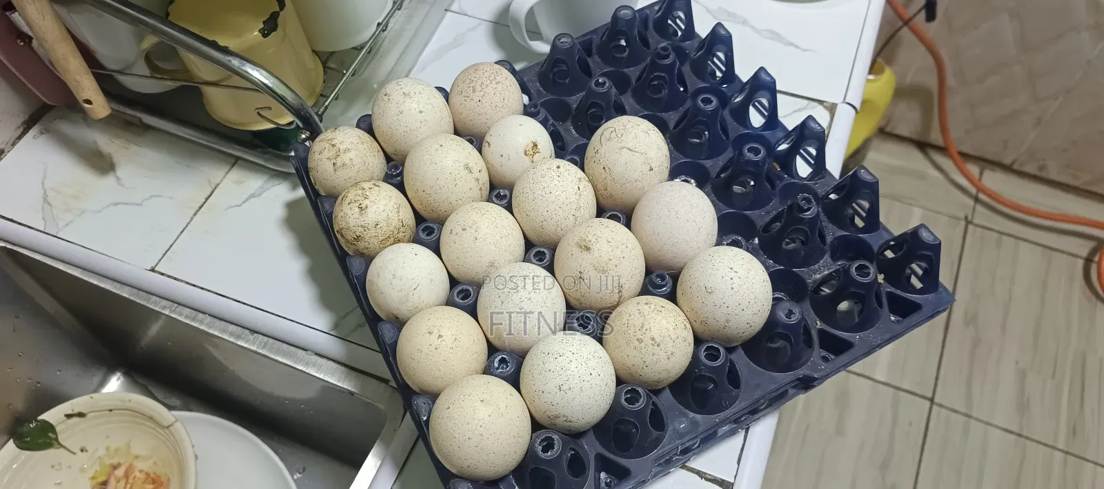 Turkey/ Guinea Fowl (Kanga)Eggs