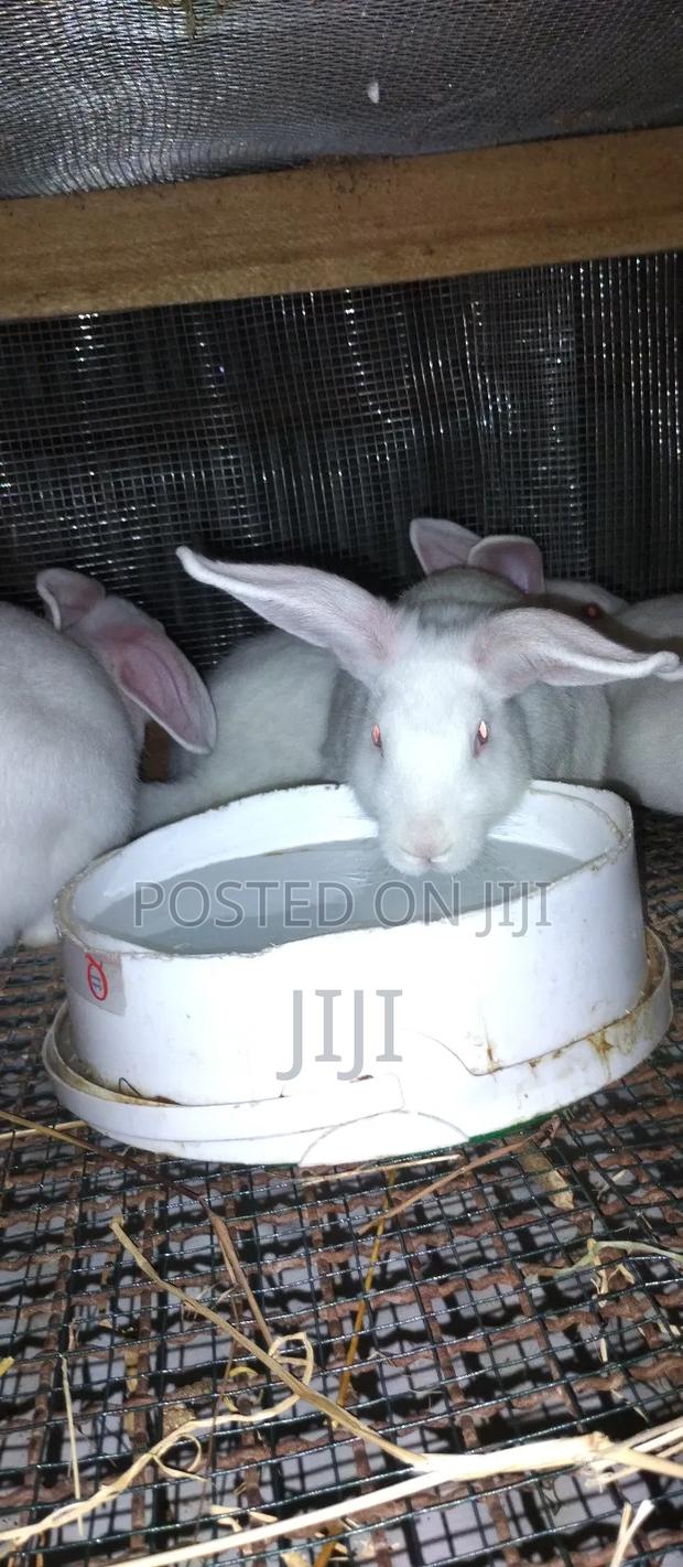 Pure Hybrid California and New Zealand Rabbits.