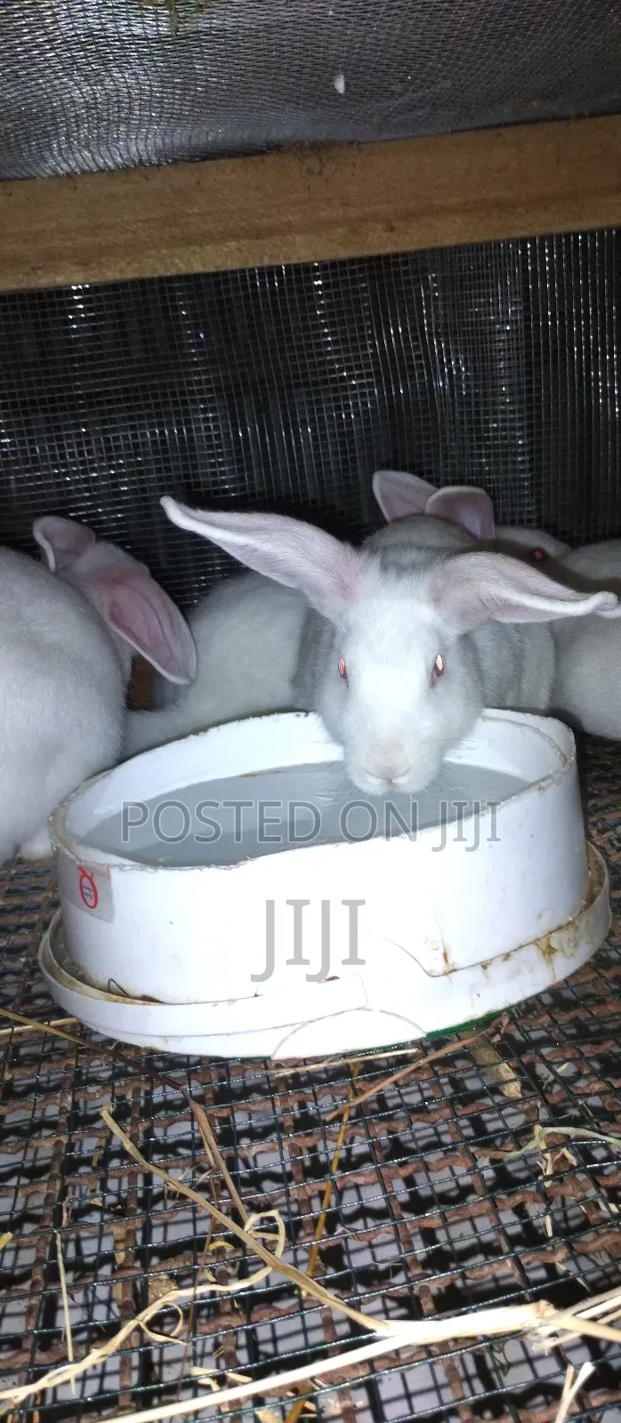 Pure Hybrid California and New Zealand Rabbits.