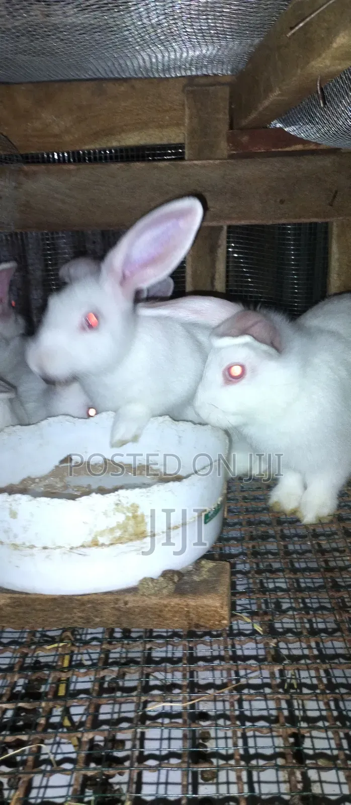 Pure Hybrid California and New Zealand Rabbits.