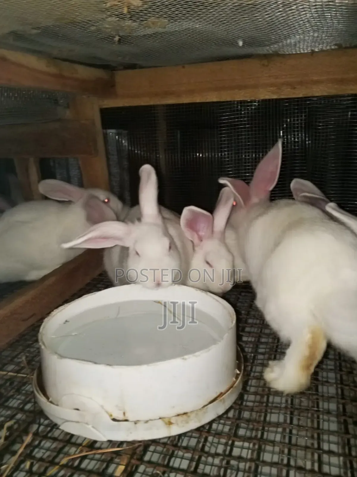 Pure Hybrid California and New Zealand Rabbits.