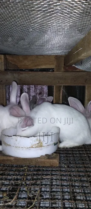 Pure Hybrid California and New Zealand Rabbits.