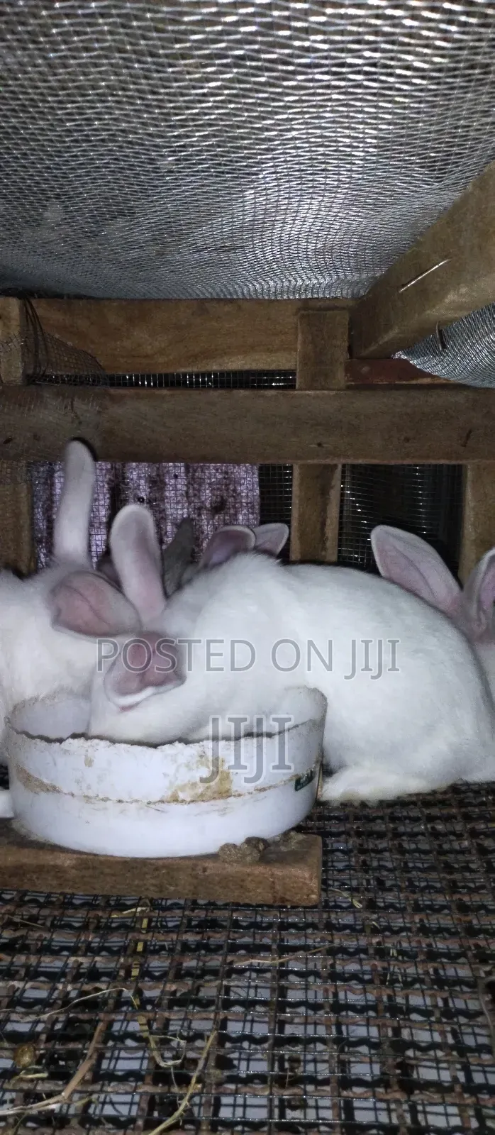 Pure Hybrid California and New Zealand Rabbits.