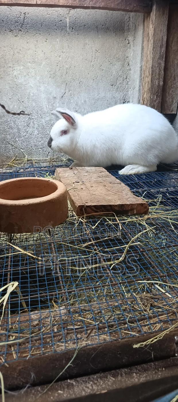 Pure Breed and Hybrid Rabbits - thumbnail 3