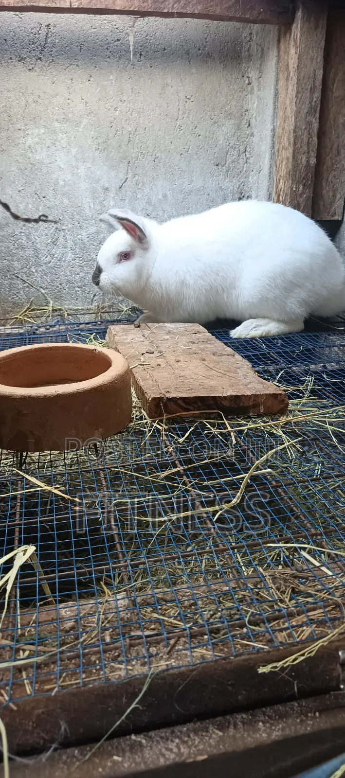 Pure Breed and Hybrid Rabbits