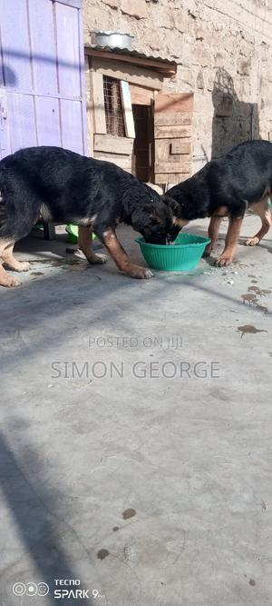 3-6 months Male Purebred German Shepherd - thumbnail 2