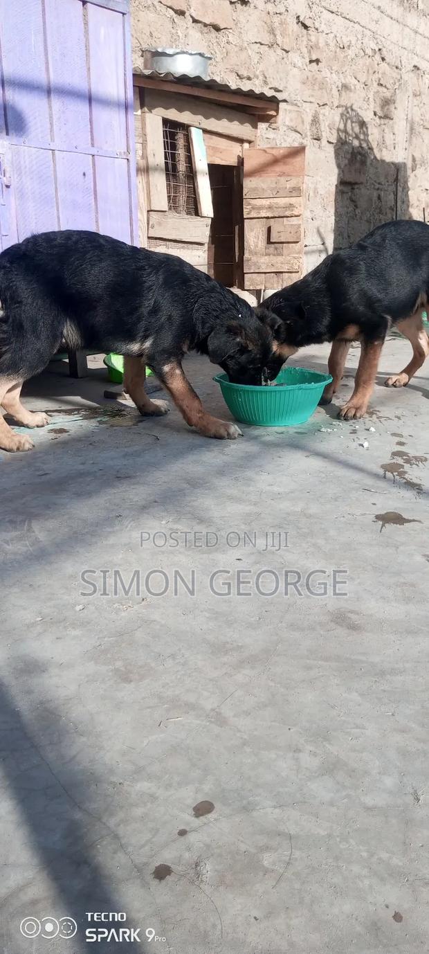 3-6 months Male Purebred German Shepherd - main view