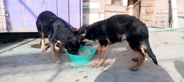 3-6 months Male Purebred German Shepherd - thumbnail 3