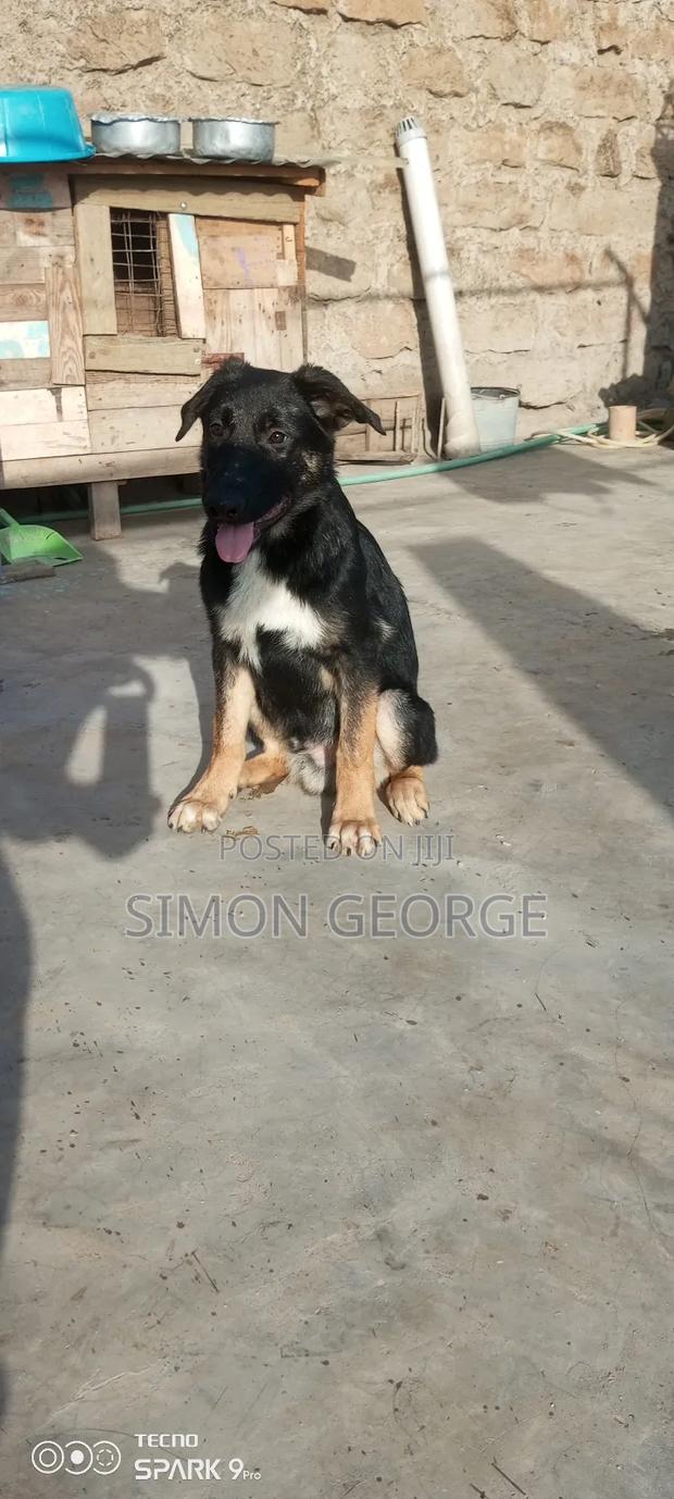 3-6 months Male Purebred German Shepherd - thumbnail 4