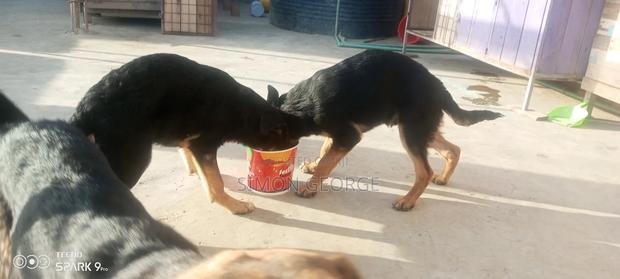 3-6 months Male Purebred German Shepherd - thumbnail 5