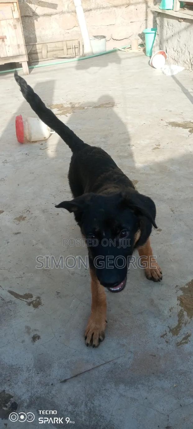 3-6 months Male Purebred German Shepherd - thumbnail 6