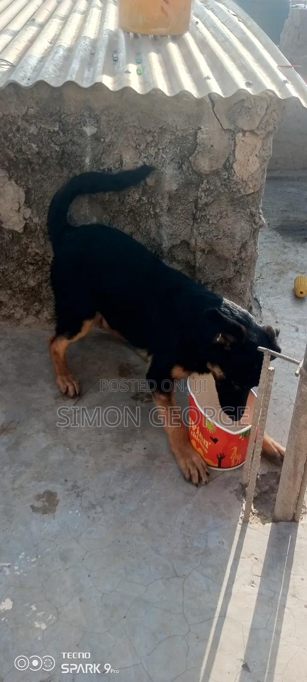 3-6 months Male Purebred German Shepherd - thumbnail 7