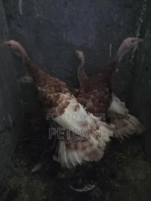 Red Bourbon Turkey at 10,000 - thumbnail 2