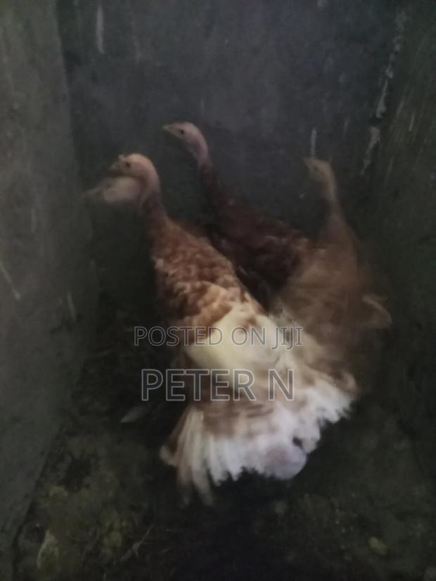 Red Bourbon Turkey at 10,000 - thumbnail 4