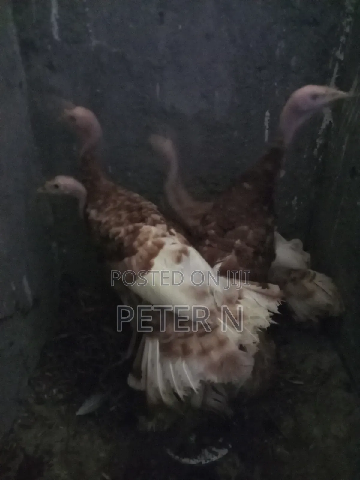 Red Bourbon Turkey at 10,000