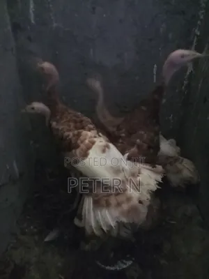 Red Bourbon Turkey at 10,000