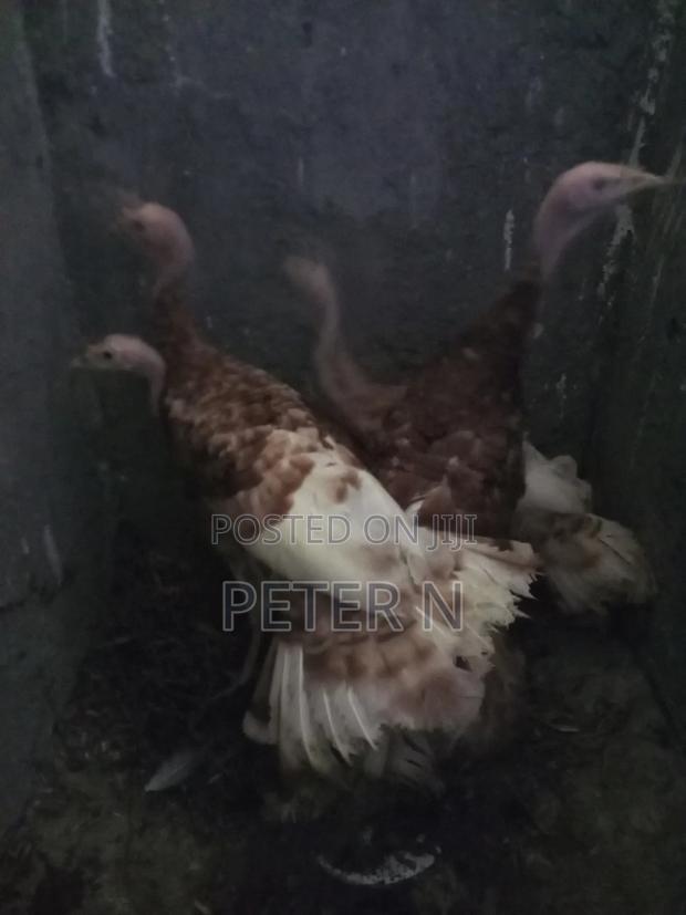 Red Bourbon Turkey at 10,000 - thumbnail 5