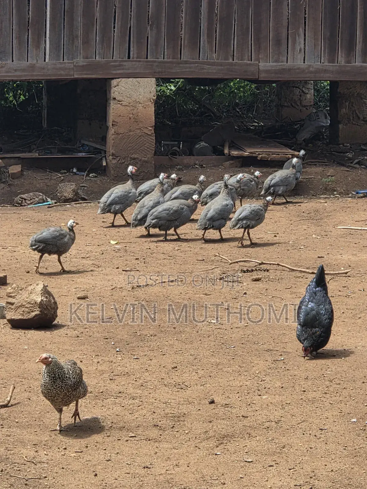 Guinea Fowls Available
