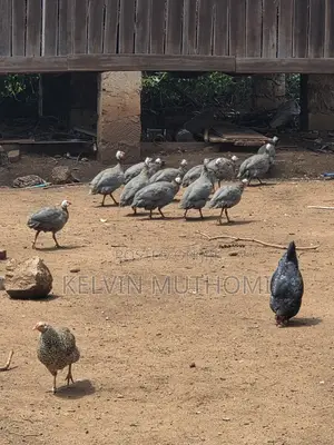 Guinea Fowls Available