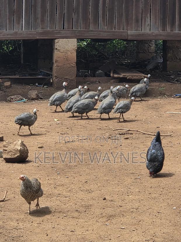 Guinea Fowls Available - thumbnail 3