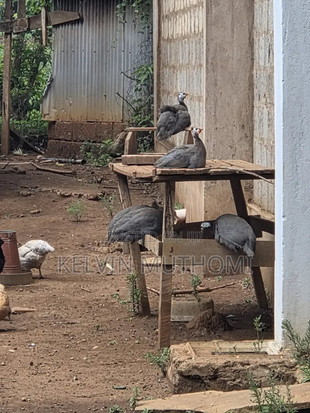 Guinea Fowls Available