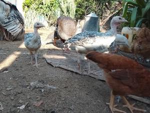 3 Months+Turkey - thumbnail 2