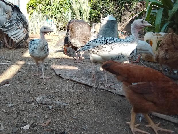 3 Months+Turkey - main view