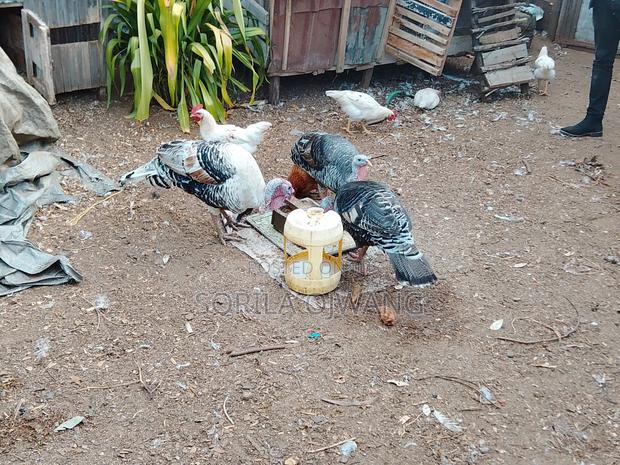 3 Months+Turkey - thumbnail 3