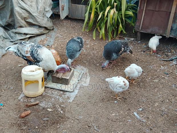 3 Months+Turkey - thumbnail 4