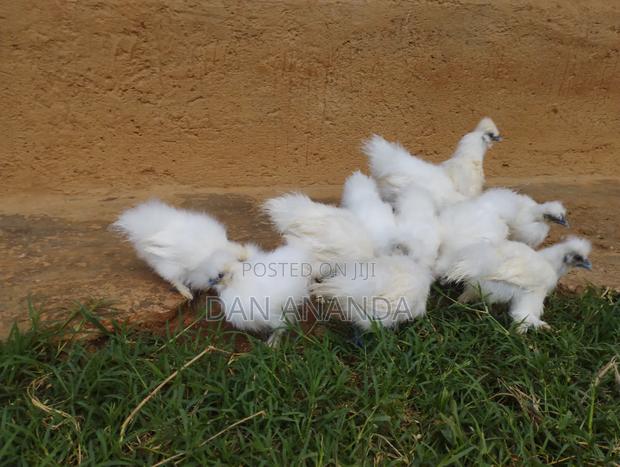 Silkies Bantam - main view