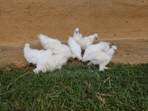 Silkies Bantam - thumbnail 2