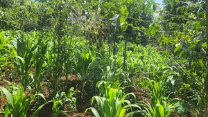 2 Acre in Mang'u Gatudu South