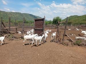 Galla Goats - main view