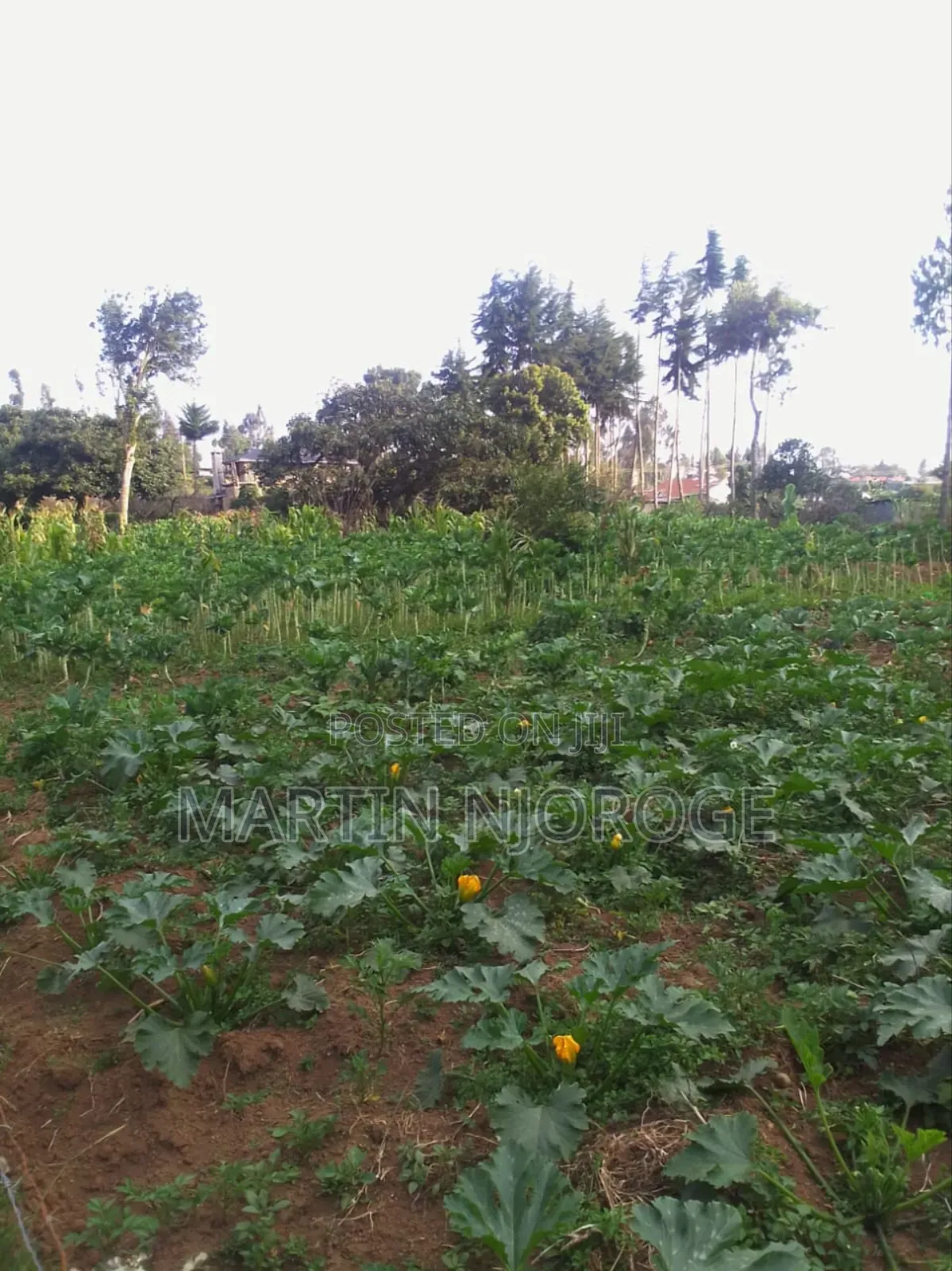 1⁄4 Plot Kihingo