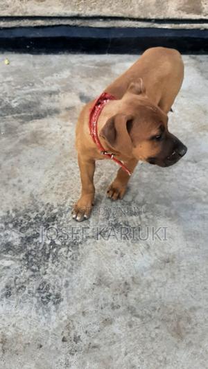 1-3 months Male Purebred American Pit Bull Terrier - main view