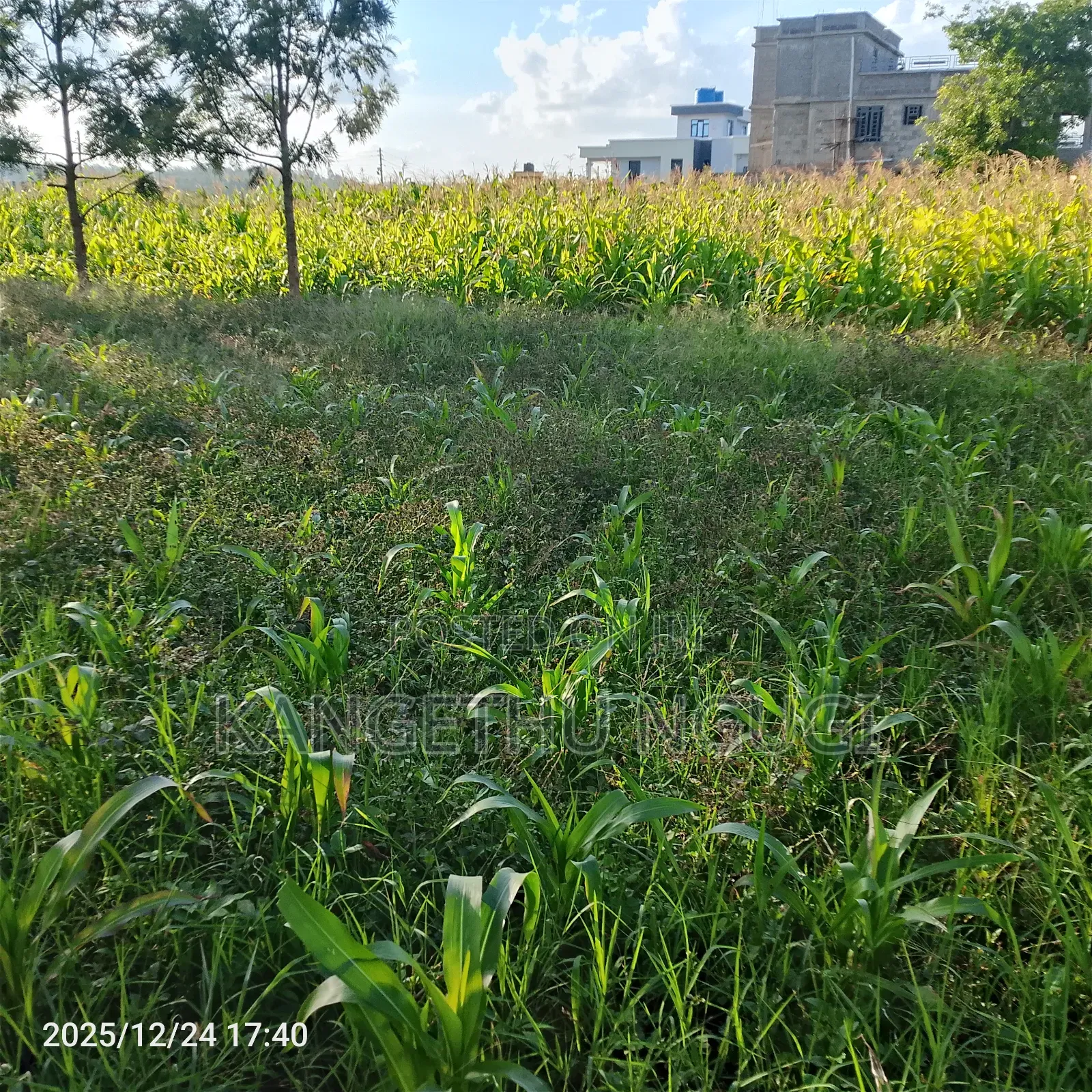 Prime 40x80 Plot Kiora Estate