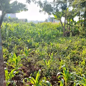 Prime 40x80 Plot Kiora Estate