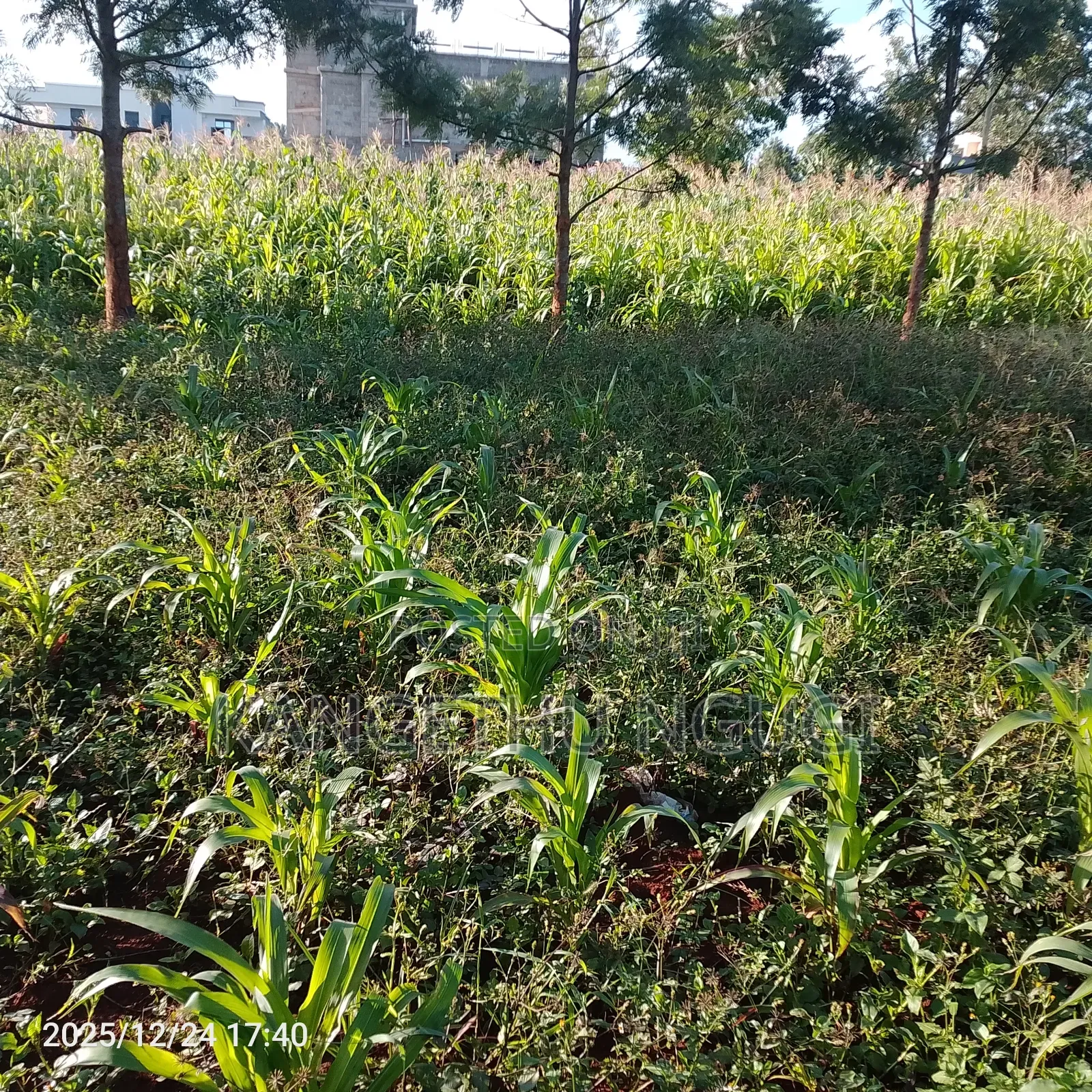 Prime 40x80 Plot Kiora Estate