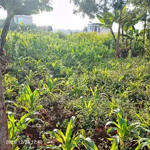 Prime 40x80 Plot Kiora Estate