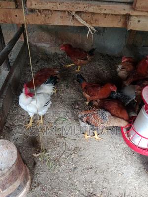 Improved Kienyeji Chicken, 2-3kg - thumbnail 2