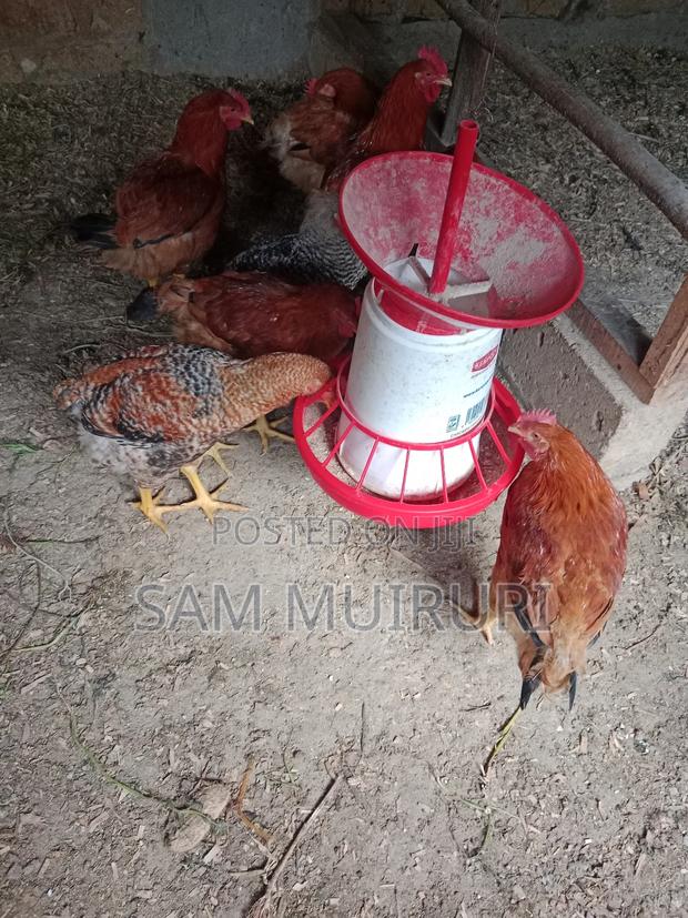 Improved Kienyeji Chicken, 2-3kg - thumbnail 3