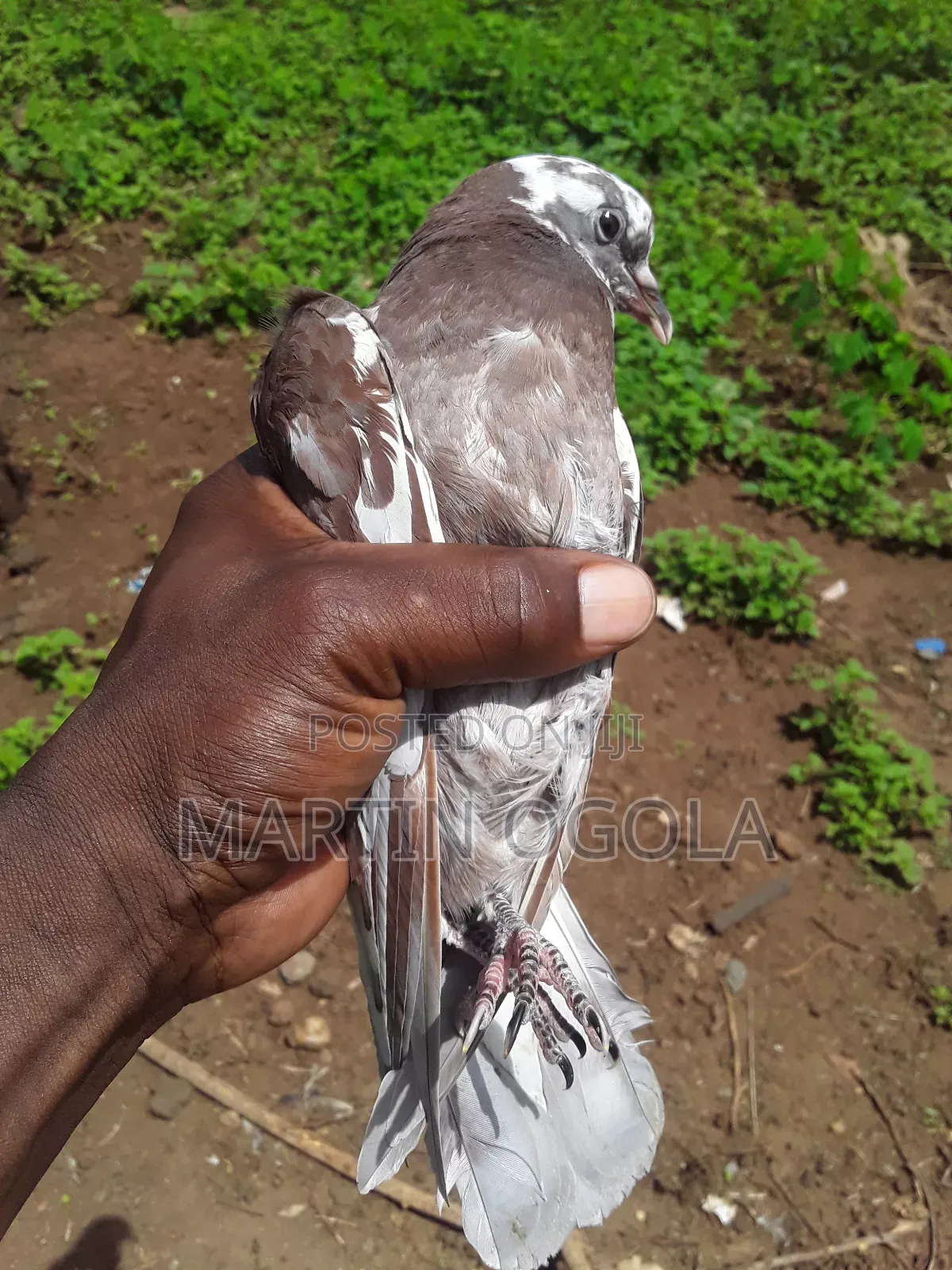 Pigeons for Sale