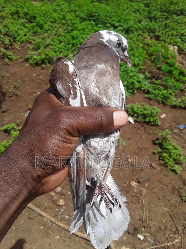 Pigeons for Sale - thumbnail 5